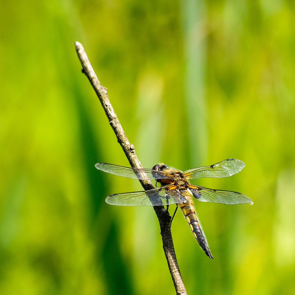 Dragonfly warming up